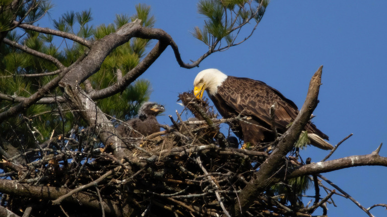 Bald eagle nest up high in a tree