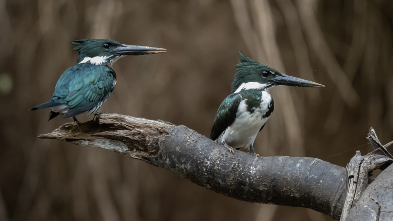 Belted Kingfisher in Pennsylvania perched on tree