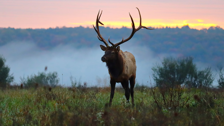 Buck elk in Pennsylvania wilderness