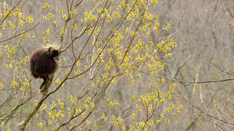 Porcupine in a tree in the Quehanna Wildlife Area