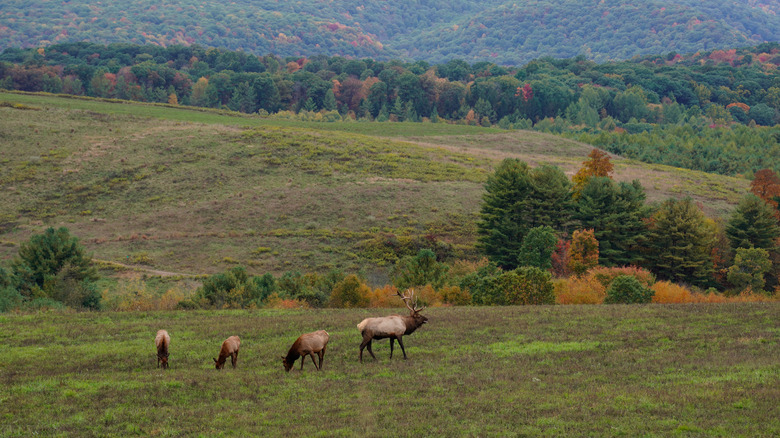 Elk herd with fall foliage in Pennsylvania