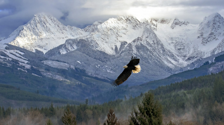 Bald eagle flying in Washington state