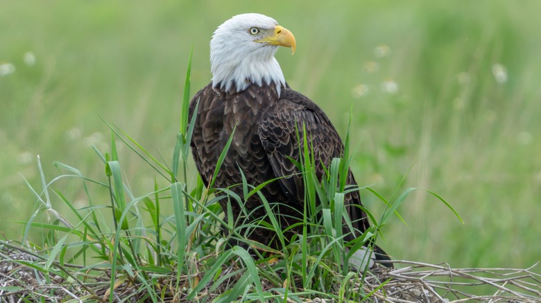 Bald eagle in grass in Florida