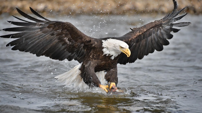 Bald eagle grabbing a fish from water