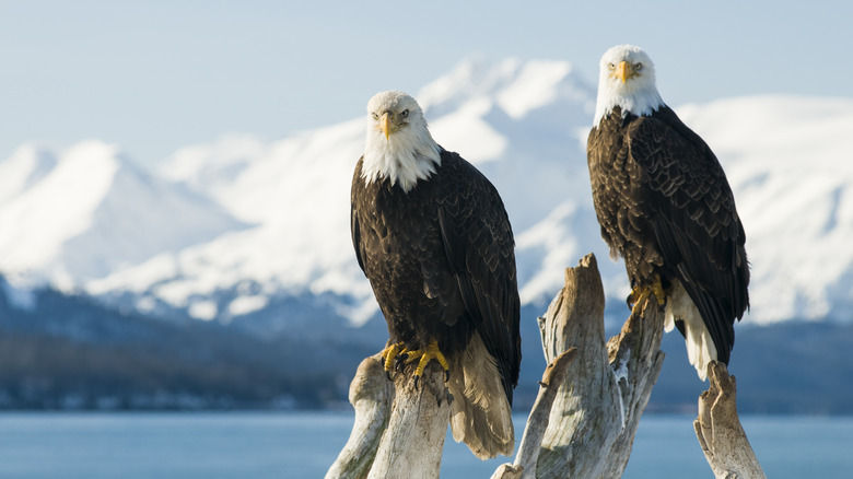 Two bald eagles on a branch