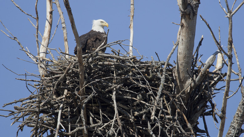 Blad eagle nest in southern Minnesota