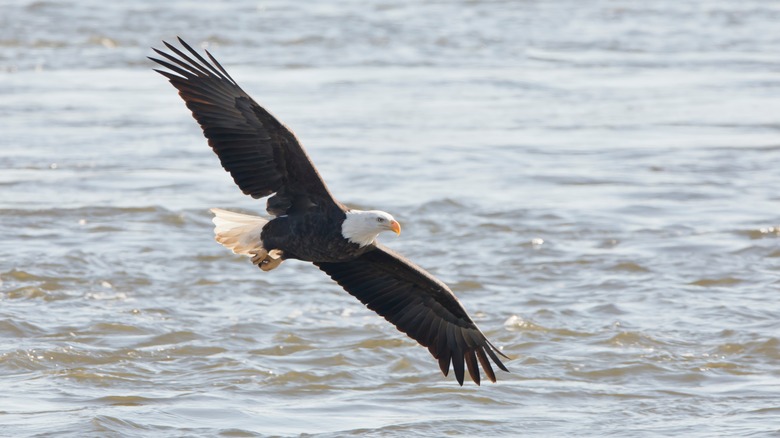 Bald eagle flying above Mississippi River