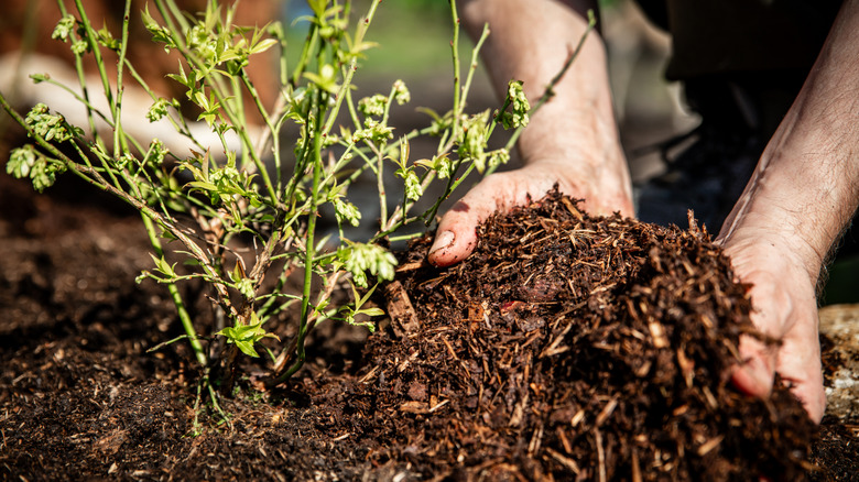 Person mulching blueberry plant