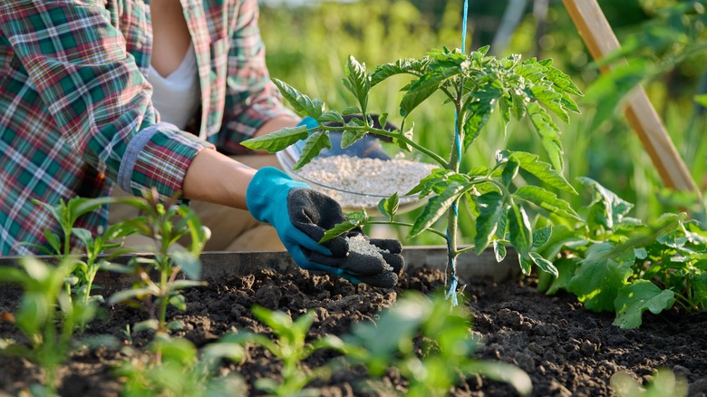 Gardener putting chemical fertilizer on plants