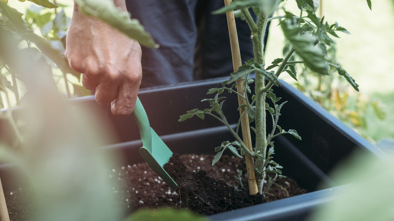 Hand adding fertilizer to a plant