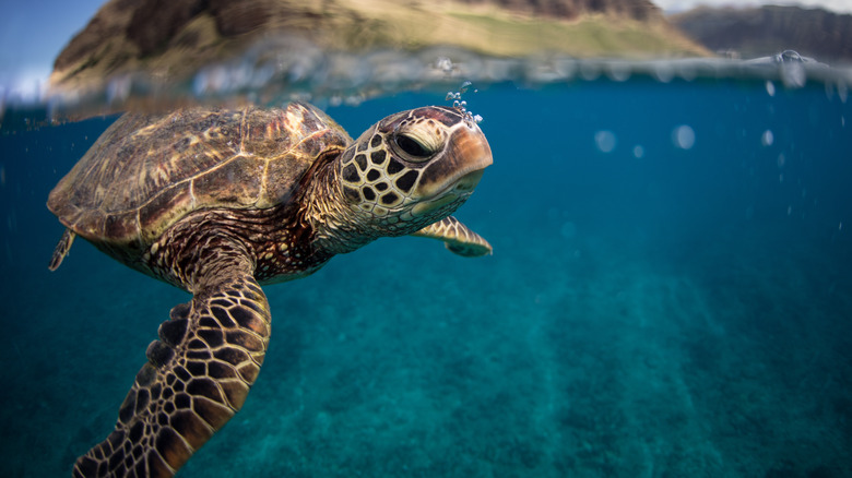 Sea turtle swimming