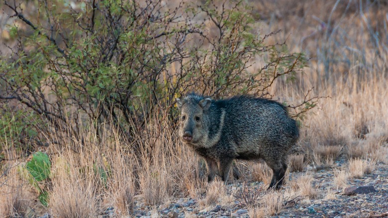 Juvenile wild hog next to a bush