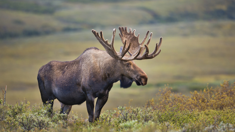 Bull moose in a marsh