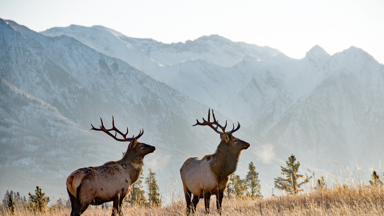 Two elk against a mountainous backdrop