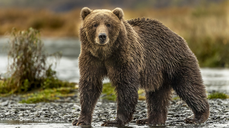 Brown bear at edge of a stream