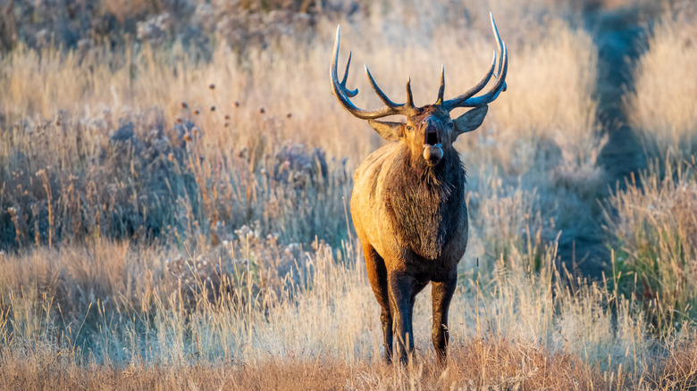 Howling elk in tall grasses