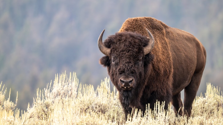 Bison in Yellowstone