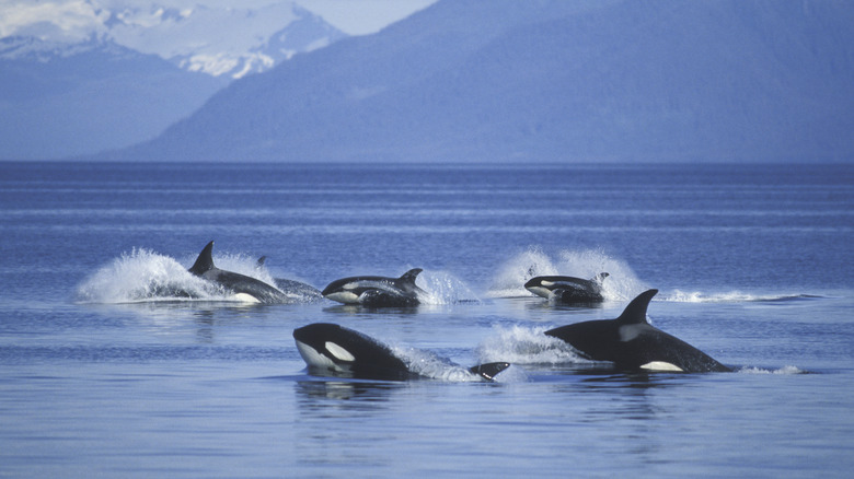 Orca whales off the coast of Washington