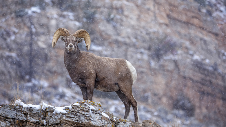 Bighorn sheep on a cliff in a snow storm