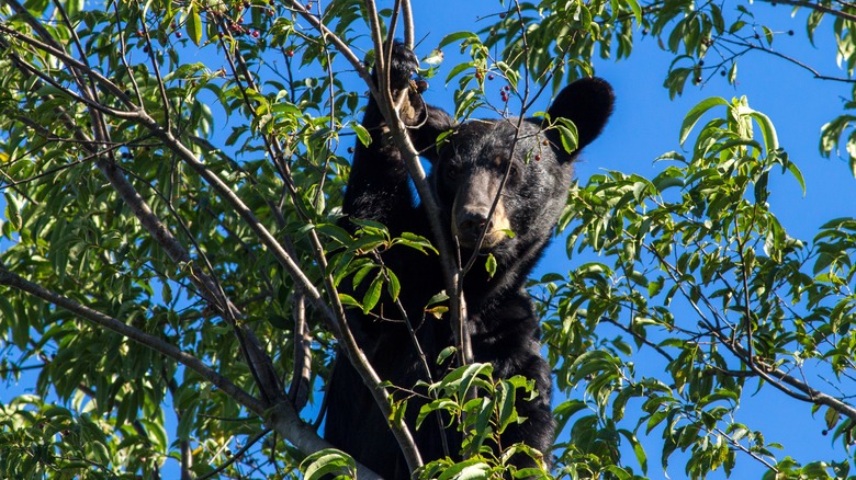 Black bear in a tree