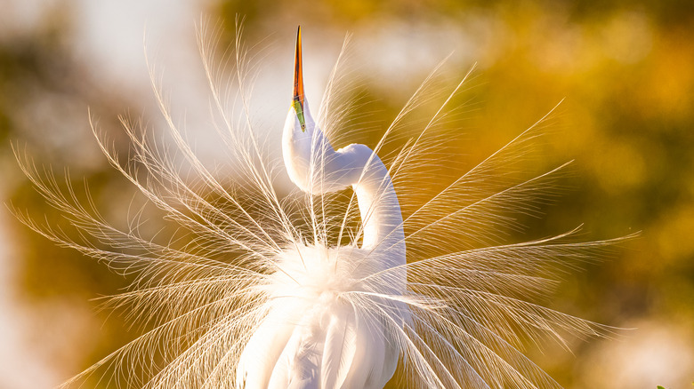 Egret spreading its plumage