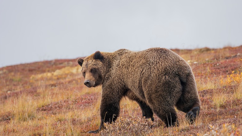 Enormous Alaska grizzly bear on hill