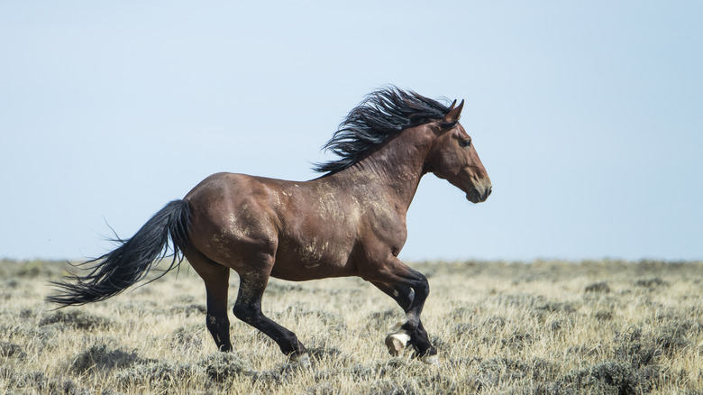 Wild horse galloping through a plain