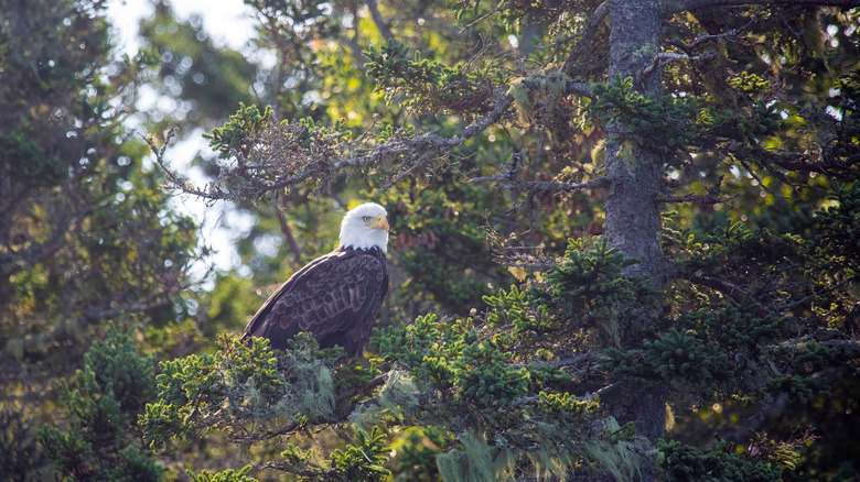 Bald eagle perched on branch in Acadia National Park