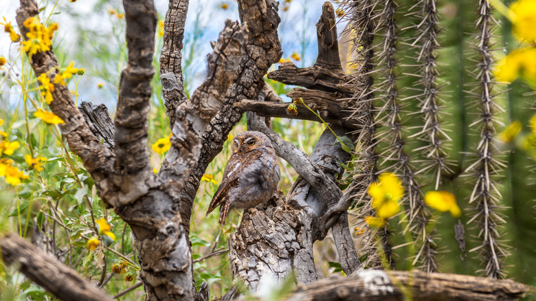 Elf owl sitting near cactus home