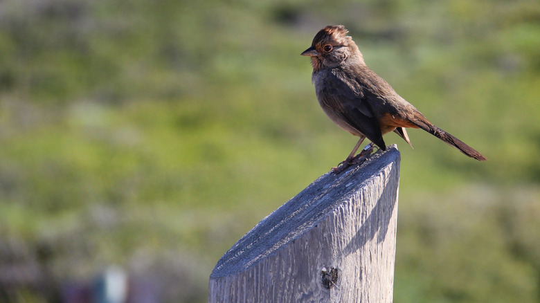 Tiny bird perched on log at Cabrillo National Monument