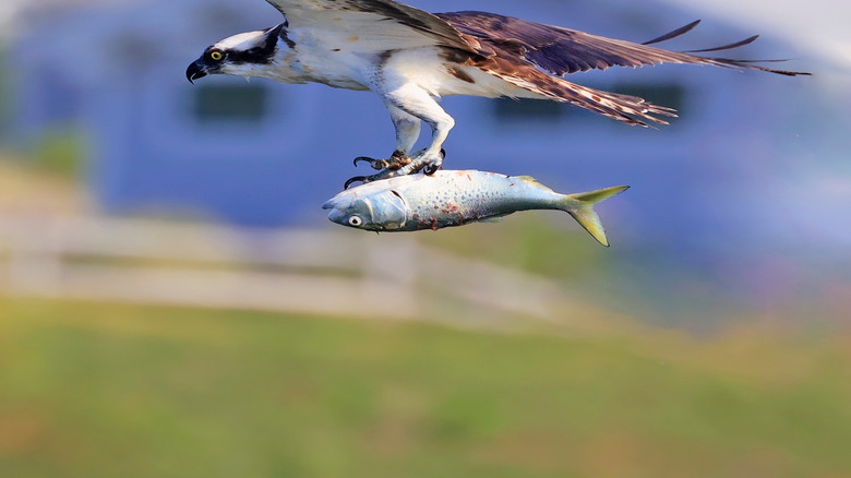 Osprey in flight with fish in talons