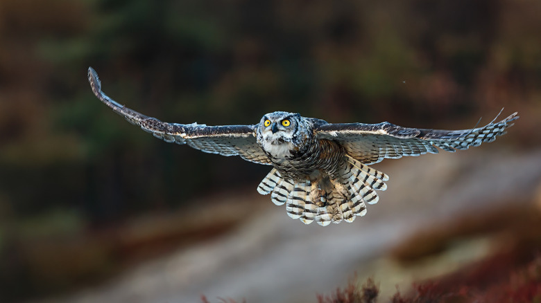 Great horned owl in flight