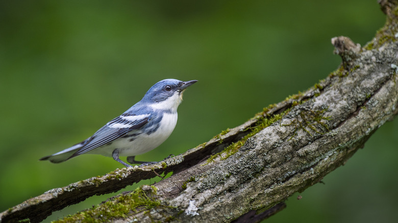 Cerulean warbler perched on branch