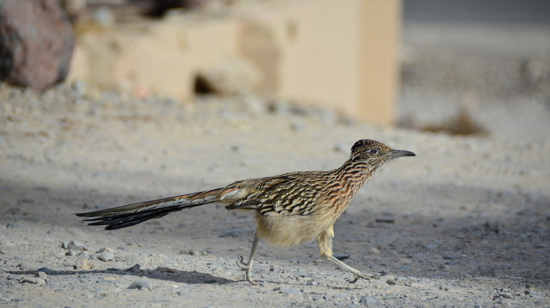 Roadrunner walking in Death Valley