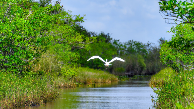 Bird flying in Everglades National Park