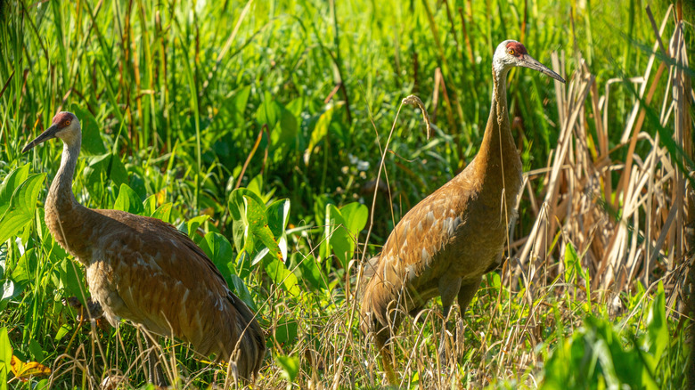 Two sandhill cranes in grass at Indiana Dunes National Park