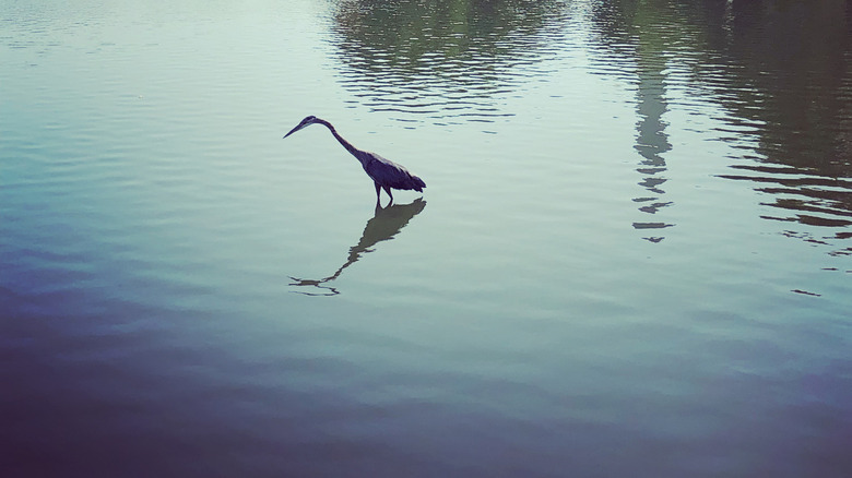 Great Blue Heron standing in water at National Mall