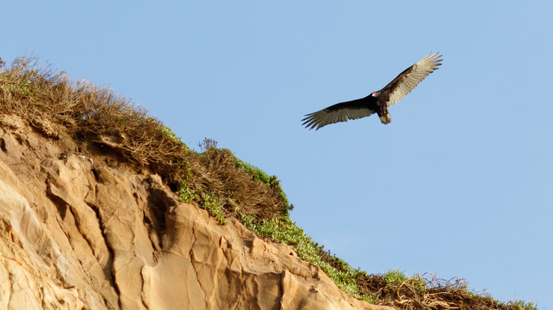 Turkey vulture flying over Point Reyes