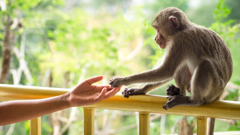 Woman's hand touching monkey's paw