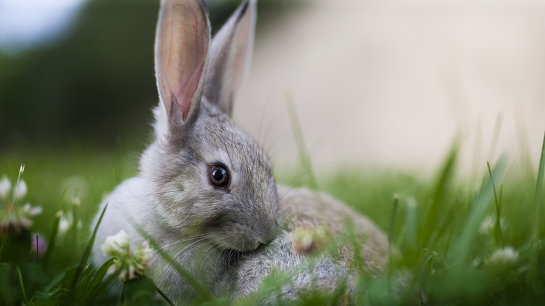 Bunny laying in grass