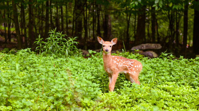Fawn in the forest