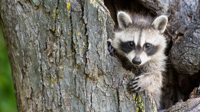 Raccoon in a tree 