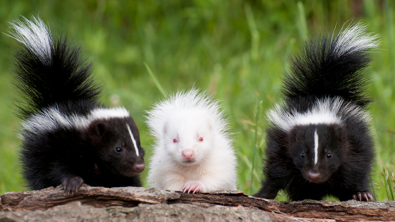 Three baby skunks on a log