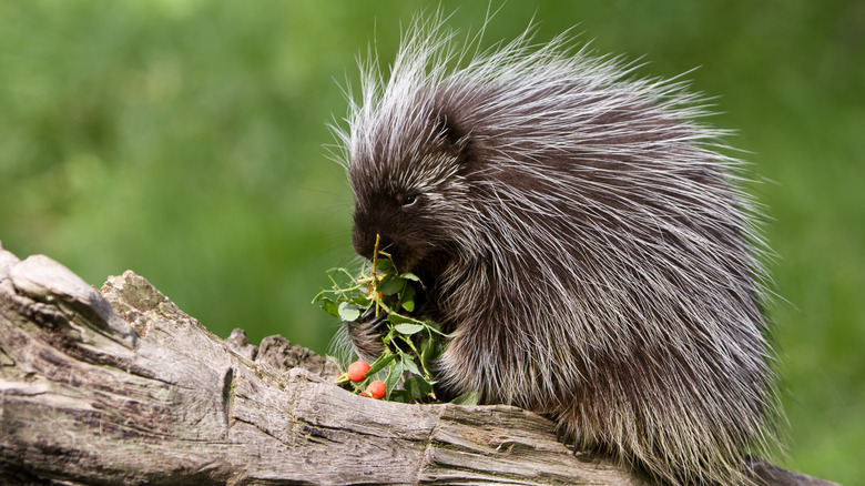 Porcupine eating on a log