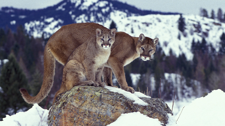Two cougars on a rock