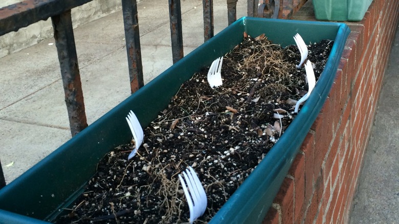 Plastic forks stuck in planters
