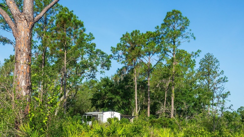 A travel trailer in a sand pine scrub forest.