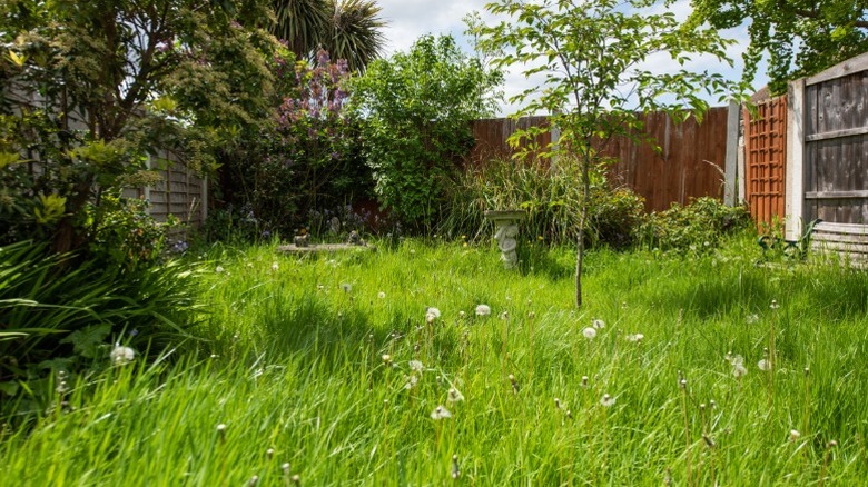 An overgrown backyard with very tall grass.