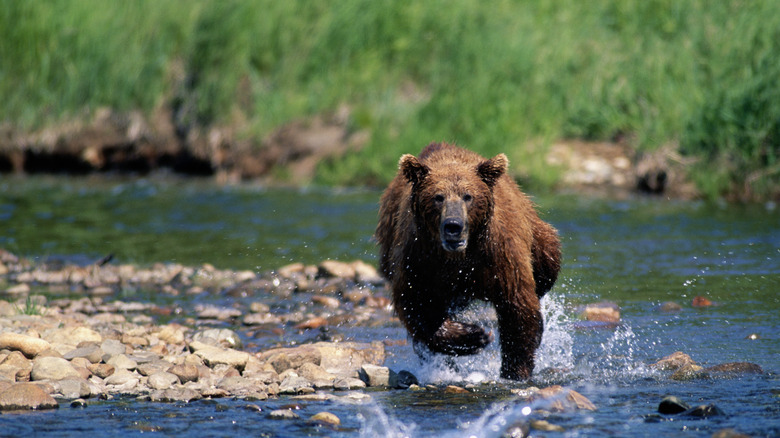 Bear running through water