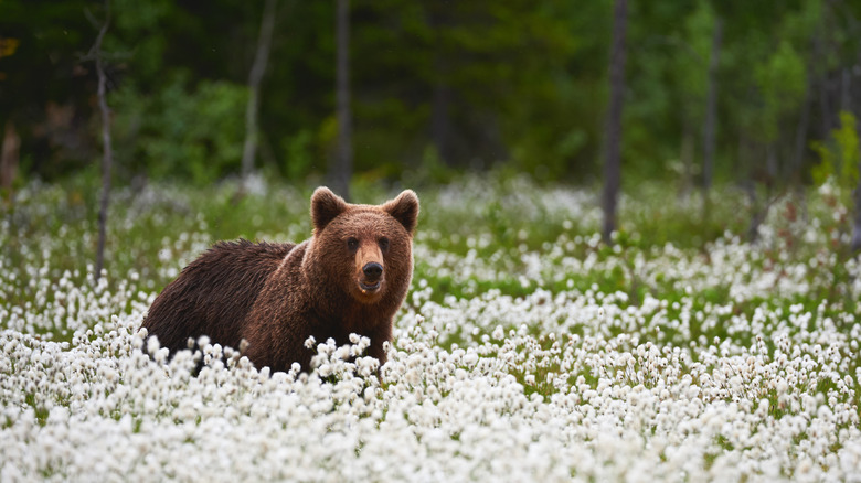 Brown bear standing in field of flowers